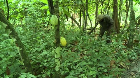 PAKRO: FARMER CLEARING BRUSH WITH MACHETE Stock Footage 58930767