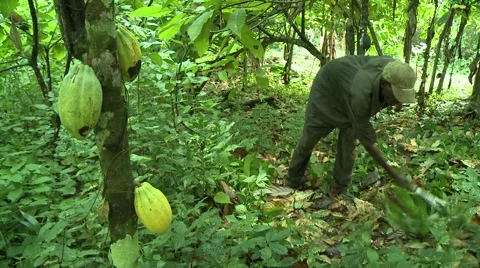 PAKRO FARMER CLEARING BRUSH WITH MACHETE Stock Footage 58930773
