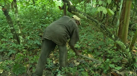 PAKRO FARMER CLEARS BRUSH WITH MACHETE Stock Footage 58930770