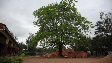 PAKRO SCHOOLYARD TREE AND BRICKS Stock Footage 59735112