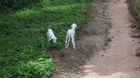 PAKRO: TWO GOATS BY ROAD 2 Stock Footage 59864320