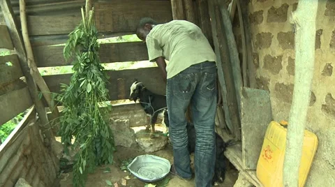 PAKRO YOUNG MAN WITH TWO GOATS Stock Footage 58930512