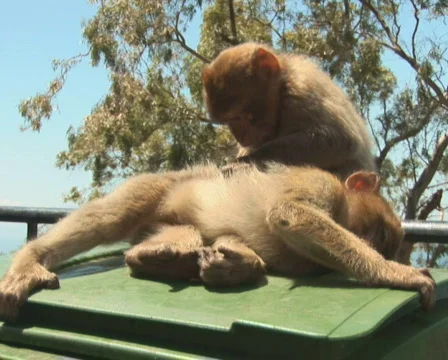 PAL: Barbary apes Stock Footage 659655