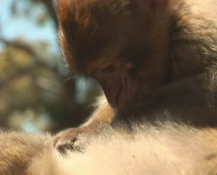 PAL: Barbary apes Stock Footage 659657