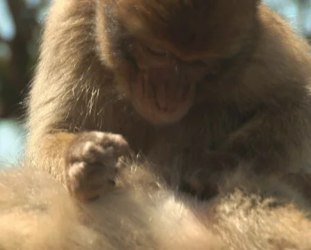PAL: Barbary apes Stock Footage 659678