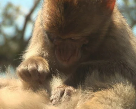 PAL: Barbary apes Stock Footage 659708