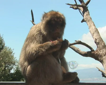 PAL: Barbary apes Stock Footage 659711