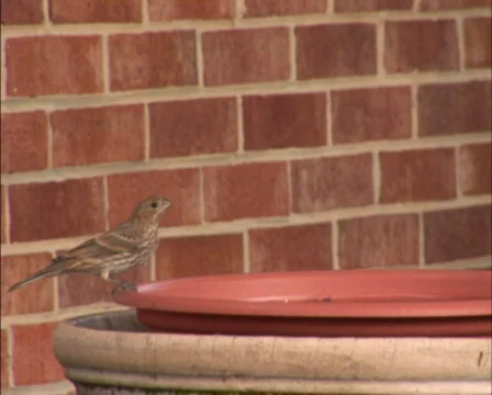 PAL: bird drinking Stock Footage 153642