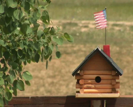 PAL: Bird house Stock Footage 153741