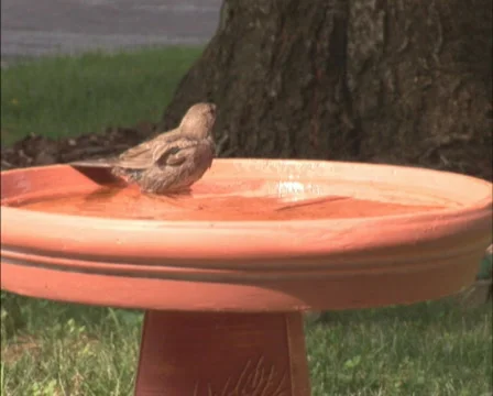 PAL: bird taking bath Stock Footage 153643
