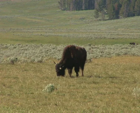 PAL: Bison Stock Footage 154081