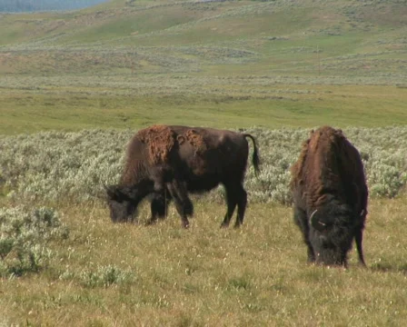 PAL: Bison Stock Footage 154082
