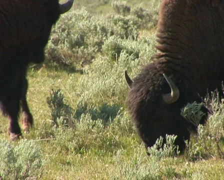 PAL: Bison Stock Footage 154087