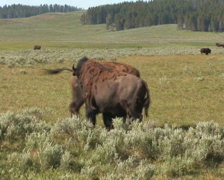 PAL: Bison Stock Footage 154089
