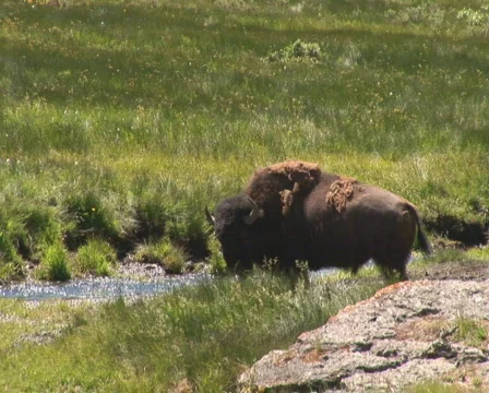 PAL: Bison Stock Footage 302734