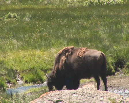 PAL: Bison Stock Footage 302737