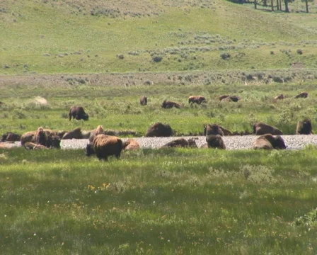 PAL: Bison Stock Footage 302739