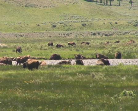 PAL: Bison Stock Footage 302741