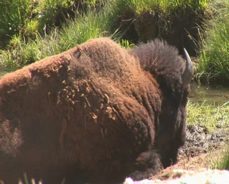 PAL: Bison Stock Footage 302742