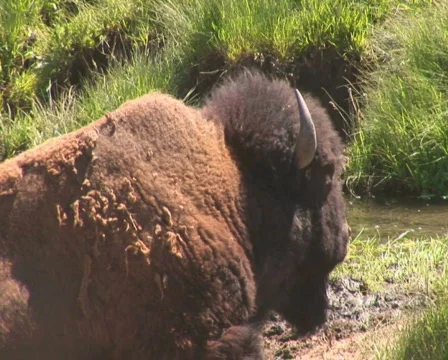 PAL: Bison Stock Footage 302745
