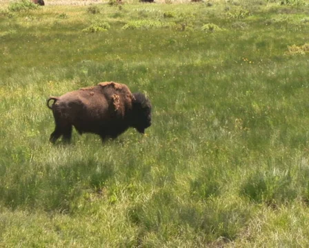 PAL: Bison Stock Footage 302747