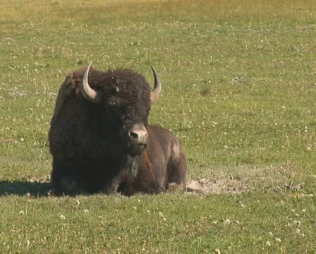 PAL: Bison Stock Footage 302797