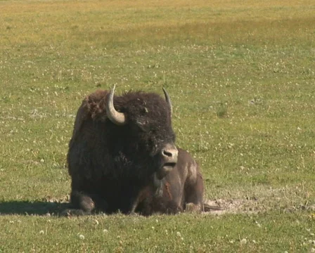 PAL: Bison Stock Footage 302801