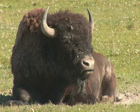 PAL: Bison Stock Footage 302805