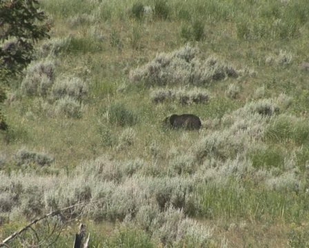 PAL: Black bear Stock Footage 302716