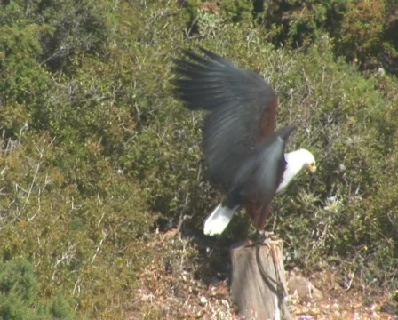PAL: Chained bald eagle Stock Footage 671061