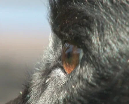 PAL: Close up of dog Stock Footage 589700