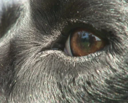 PAL: Close up of dog Stock Footage 589708