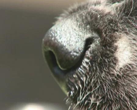 PAL: Close up of dog Stock Footage 589710