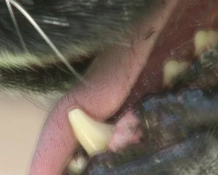 PAL: Close up of dog Stock Footage 589713