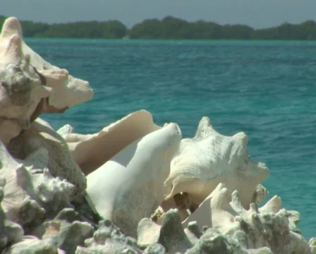 PAL: Conch shells Stock Footage 355952
