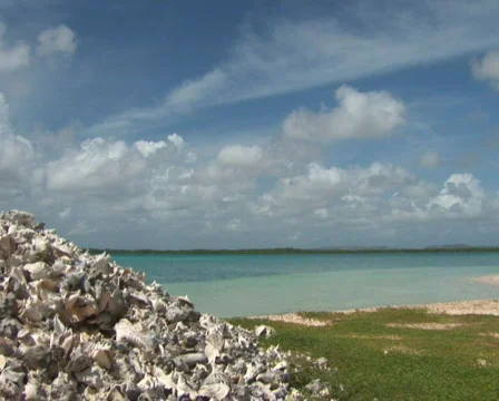 PAL: Conch shells Stock Footage 355957