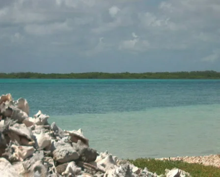 PAL: Conch shells Stock Footage 355958