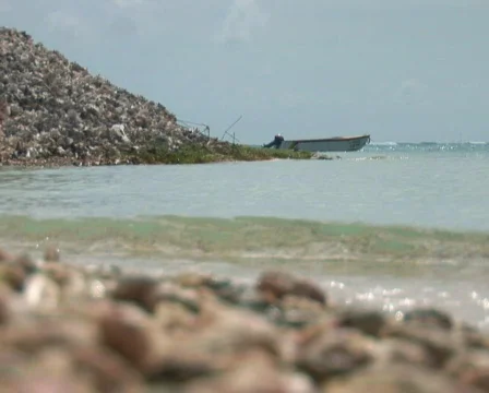 PAL: Conch shells Stock Footage 355960