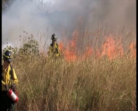 PAL Controlled Burn 17 스톡 동영상 12385212