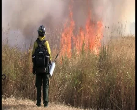 PAL Controlled Burn 18 스톡 동영상 12385211