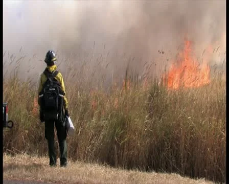 PAL Controlled Burn 19 스톡 동영상 12385233