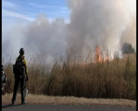 PAL Controlled Burn 22 Stock Footage 12385266