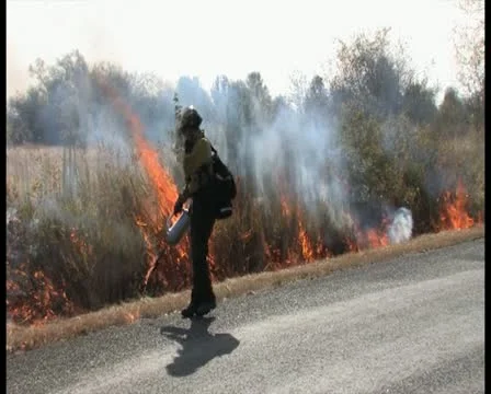 PAL Controlled Burn 27 Stock Footage 12388557