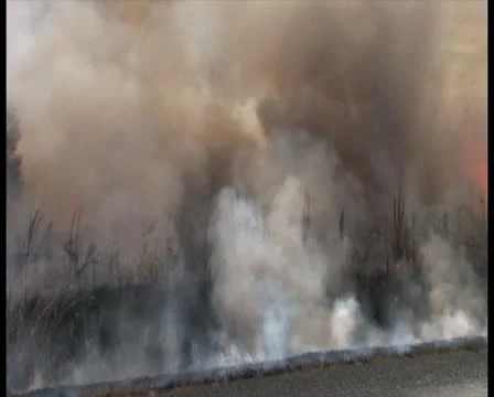 PAL Controlled Burn 29 Stock Footage 12388592