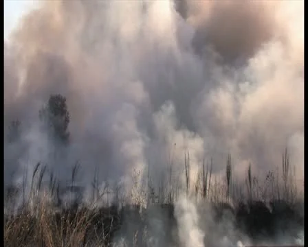 PAL Controlled Burn 31 Stock Footage 12388614