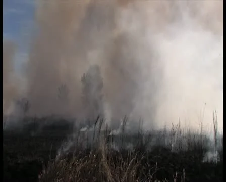 PAL Controlled Burn 34 Stock Footage 12388638