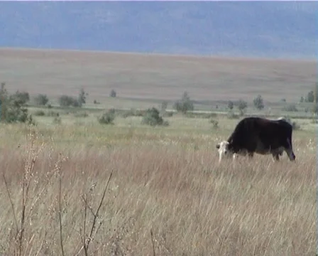 PAL Cows graze in the meadow Video stock 891480