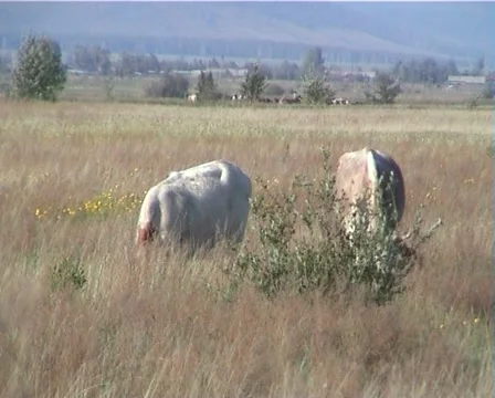 PAL Cows graze in the meadow Video stock 891492