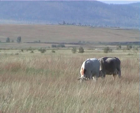 PAL Cows graze in the meadow Video stock 891502