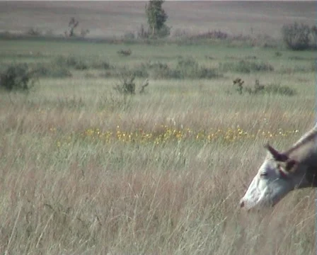 PAL Cows graze in the meadow Video stock 891518